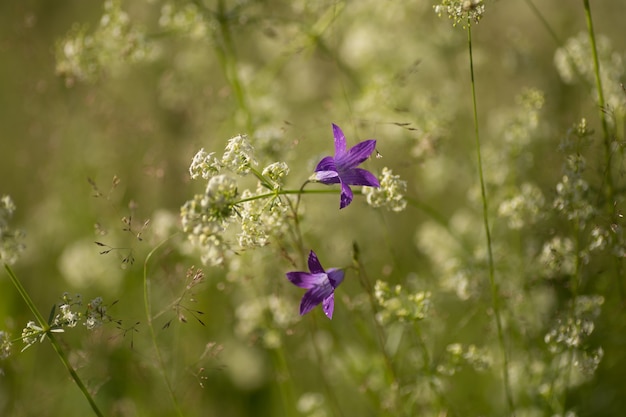 Premium Photo | Flower of a wild rampion bellflower