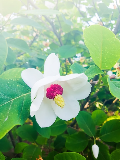 白い香りのよい花で美しいマグノリアの木を開花させます Magnoliasieboldii植物 プレミアム写真