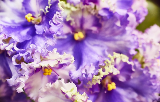 Premium Photo Flowering Blue White African Violet Saintpaulia Selective Focus