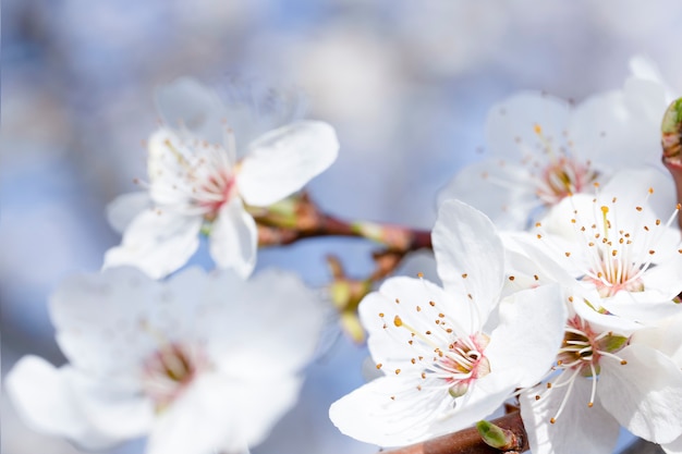 Premium Photo | Flowering branch with white flowers on sky background