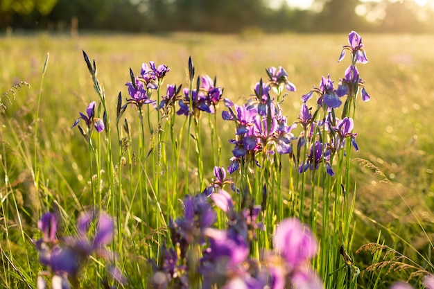 Premium Photo Flowering Iris In A Field At Sunset Open Air