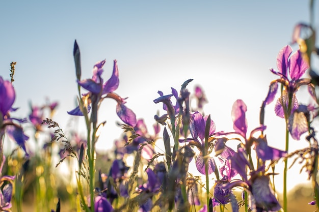 Premium Photo Flowering Iris In A Field At Sunset Open Air