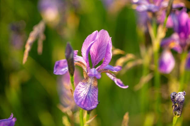 Premium Photo Flowering Iris In A Field At Sunset Open Air