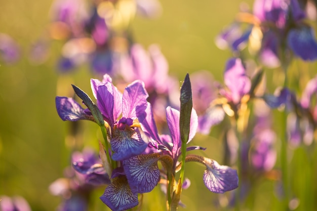 Premium Photo Flowering Iris In A Field At Sunset Open Air