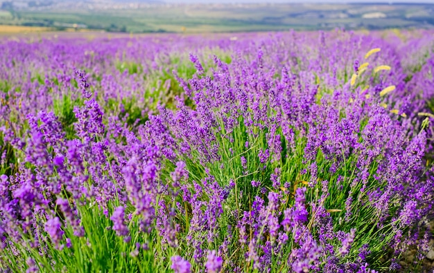 Premium Photo | Flowering lavender field in sunny weather in summer