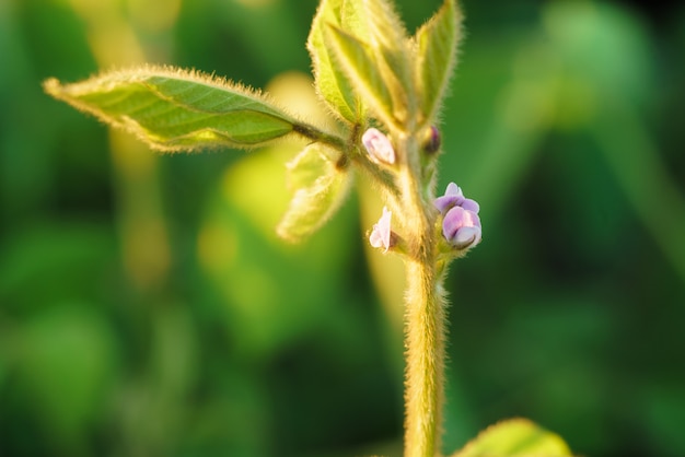 Premium Photo Flowering Of Soybean In Summer