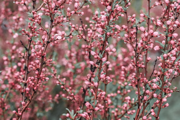 春のピンク色の花と露の自然の中で開花木 プレミアム写真