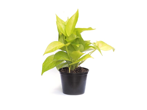 Premium Photo | Flowerpot of creeper plant golden pothos over white ...