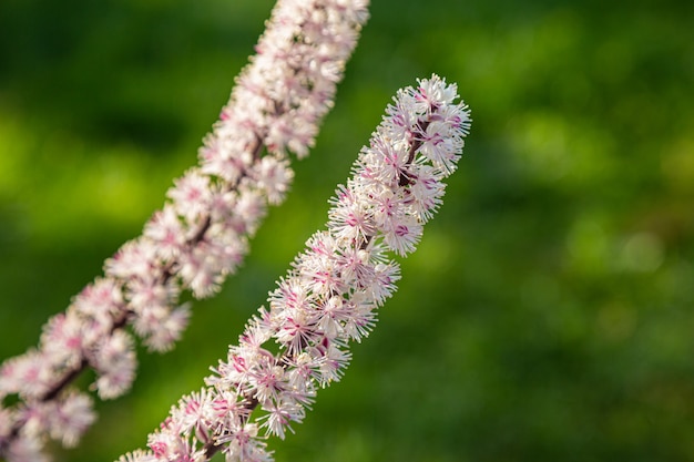 Premium Photo Flowers Of Black Cohosh Cimicifuga Racemosa