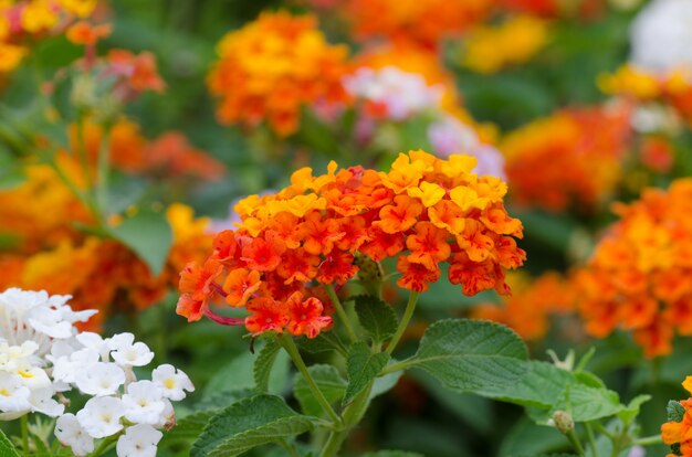 Premium Photo | Flowers blooming in the garden