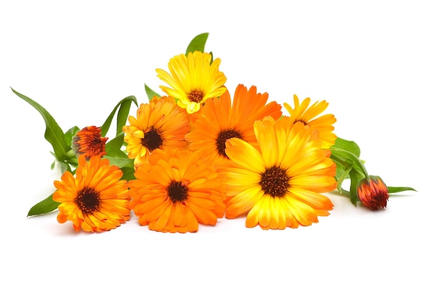 Premium Photo | Flowers of calendula officinalis bouquet with leaves ...