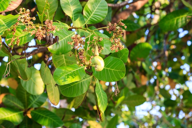 Premium Photo | Flowers of cashew tree