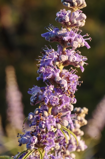 Flowers of chaste tree vitex agnus-castus, Free Photo