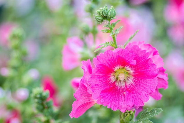 Premium Photo | Flowers holly hock (hollyhock) pink in the garden