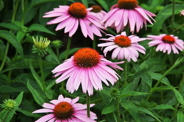 Premium Photo | Flowers in new york city, united states