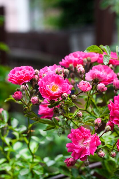 晴れた夏の日にピンクの登山バラの花のクローズアップ プレミアム写真