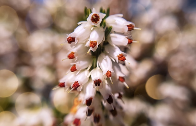 春の冬のヘザー エリカcarnea の花 スコットランド高地 プレミアム写真