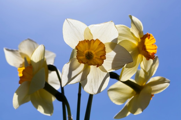 Premium Photo | Flowers in the spring season, flowers are grown for ...