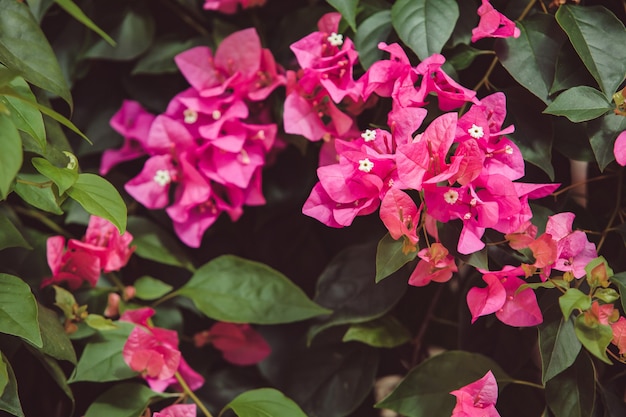 Free Photo | Flowers on the tree.