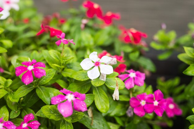 Premium Photo Flowers With Rain Drops In Garden West Indian Periwinkle Catharanthus Roseus Vinca Flower Bringht Eye