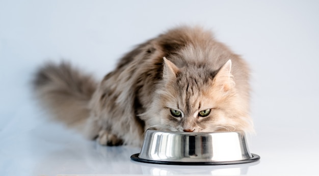 Fluffy cat eating from bowl in light room Premium Photo