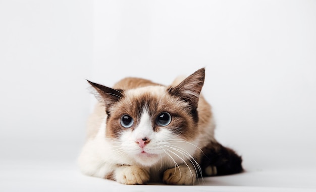 Premium Photo | Fluffy cat on a white background