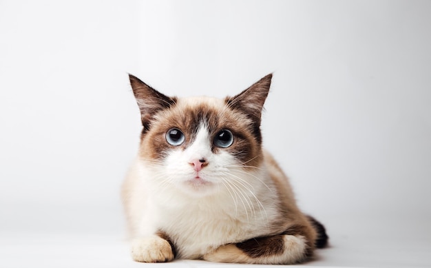 Premium Photo | Fluffy cat on a white background