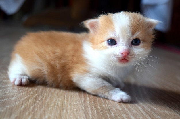 ふわふわかわいい子猫 プレミアム写真