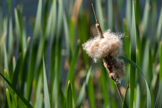 Premium Photo | The fluffy flower spike of the common cattail