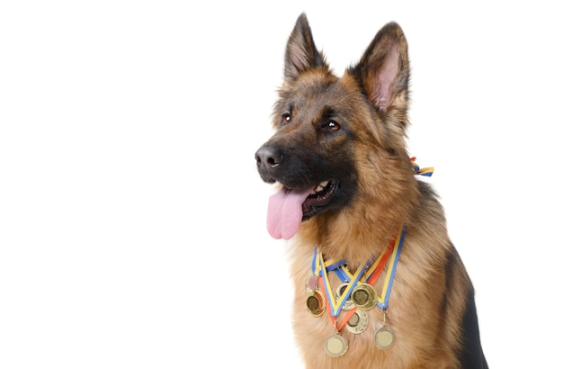german shepherd neck