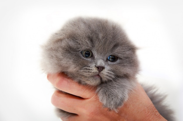 fluffy gray kitten