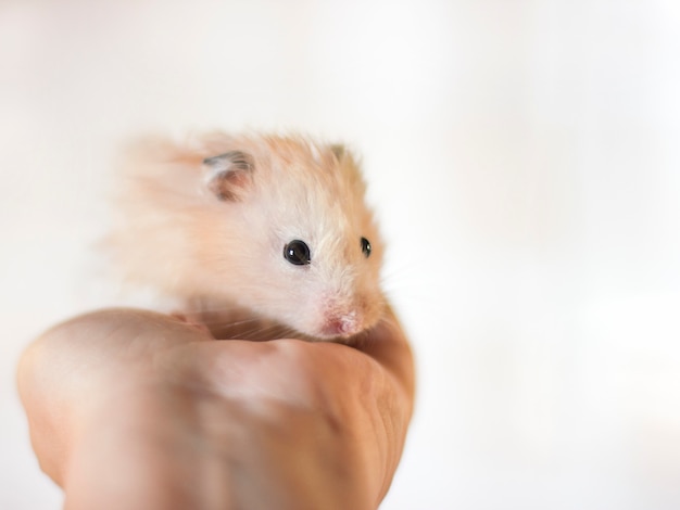 Premium Photo | Fluffy hamster is held in the palms