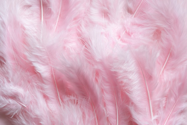 ふわふわピンクの羽イースターの背景 プレミアム写真