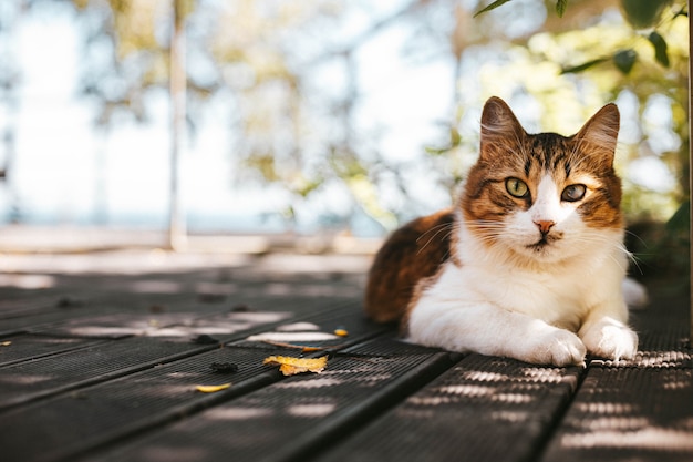 木の床で休むふわふわぶち猫 プレミアム写真