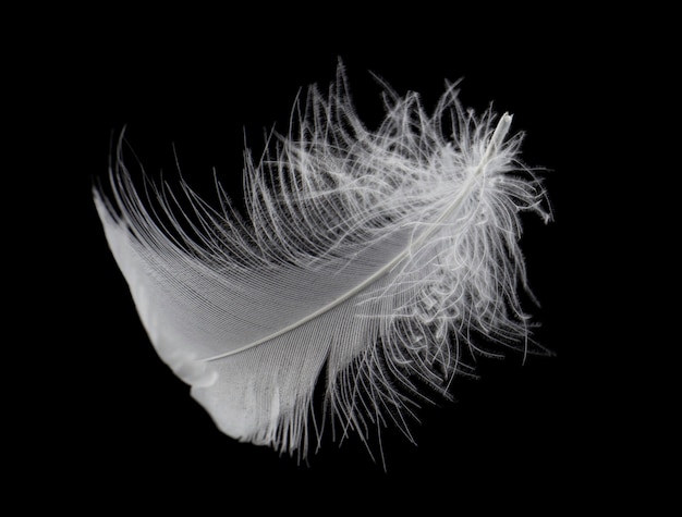 Premium Photo | Fluffy a white feather isolated on black background