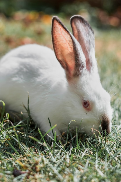 photoshop white rabbit download