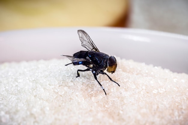 Premium Photo | Fly on sugar, insects attracted to sweets, lack of ...