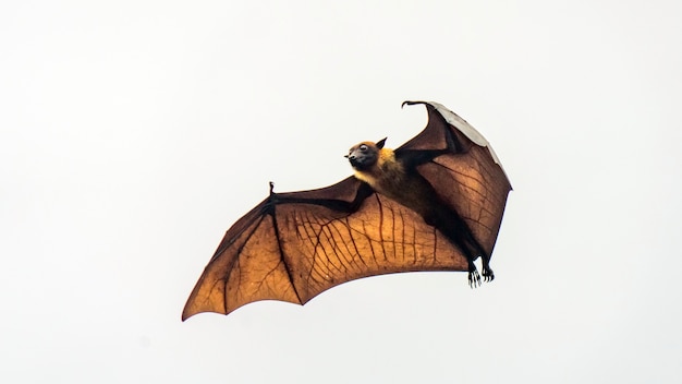 Premium Photo Flying Fox Huge Bat Flying Maldives