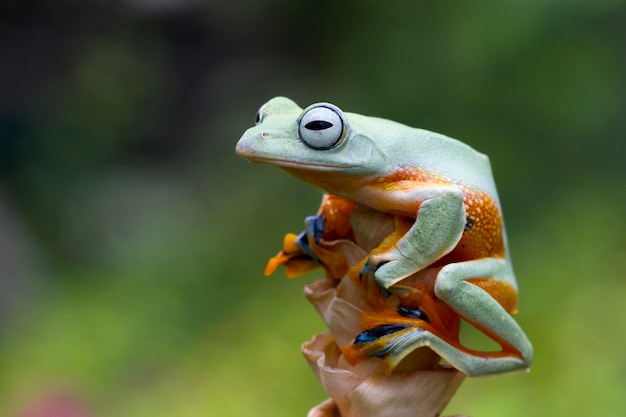 Free Photo | Flying frog closeup face on branch javan tree frog closeup ...