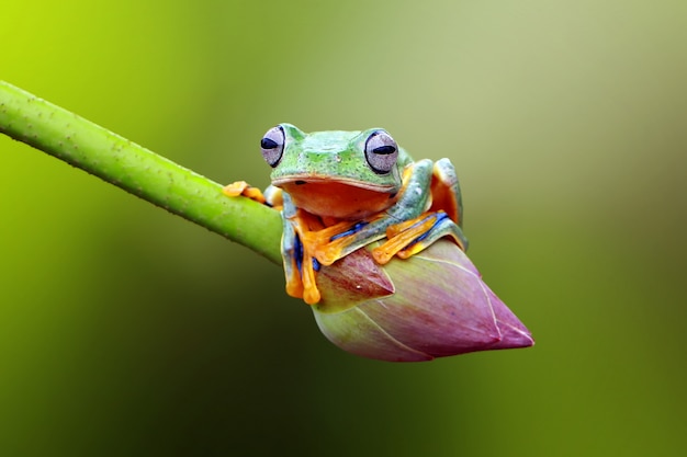 Premium Photo | Flying frog on the lotus flower