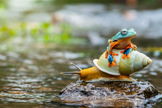 空飛ぶカエル アマガエル カエル ダンピーフロッグ プレミアム写真