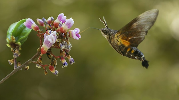 Premium Photo The Flying Hummingbird Moth Macro Potography