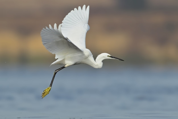 Premium Photo | Flying little egret