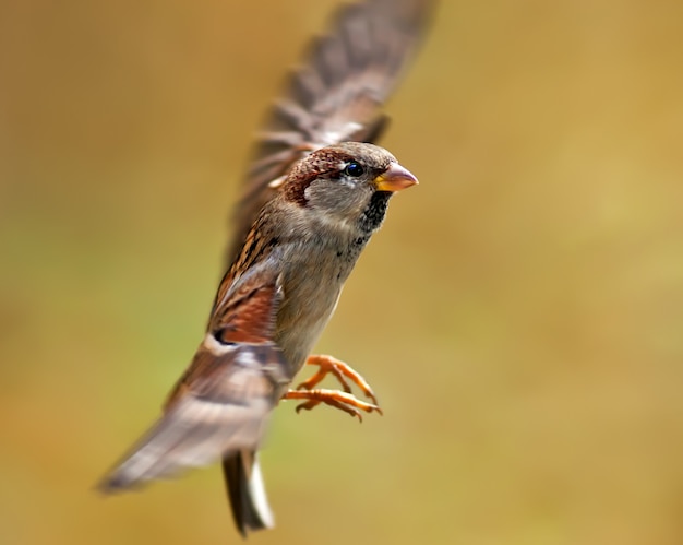 sparrow flying