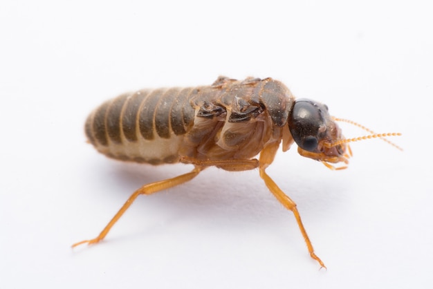 Premium Photo | Flying termite or alates isolated on white