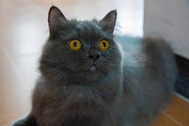 Premium Photo | The focus of the persian gray cat face and golden eyes ...