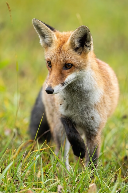 Premium Photo | Focused red fox taking a careful step during hunt