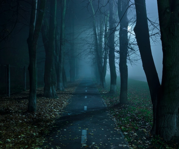 Premium Photo | The foggy asphalt road between trees in the night