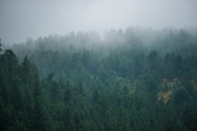 Foggy forest hill Free Photo
