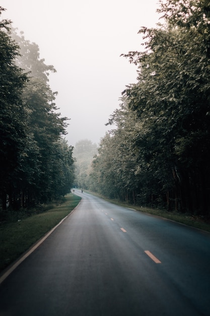 Foggy Road In The Forest Photo Premium Download